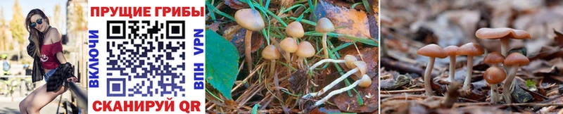 Псилоцибиновые грибы Magic Shrooms Нестеров